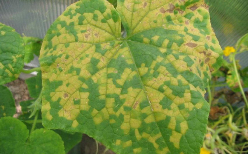 Мілдью винограду Мілдью винограду