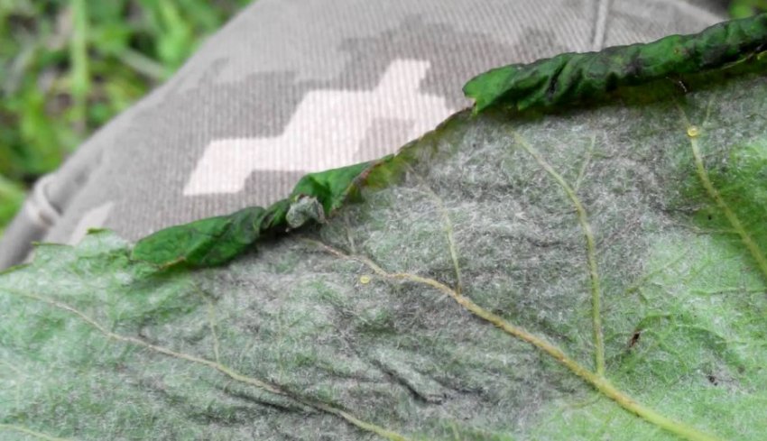 Листовійка на винограді Листовійка на винограді