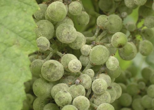 Ефективні засоби та інші заходи боротьби з оїдіумом на винограді