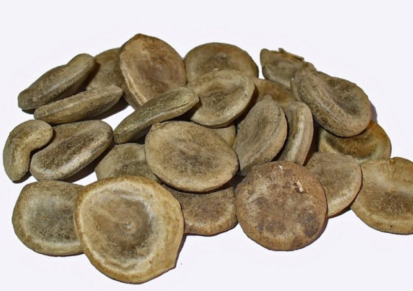 Насіння чілібухі Насіння чілібухі