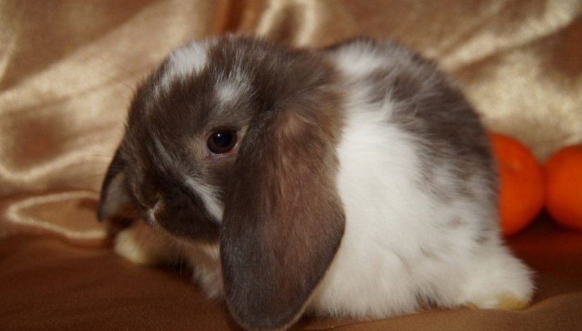 Англійський висловухий Англійський висловухий