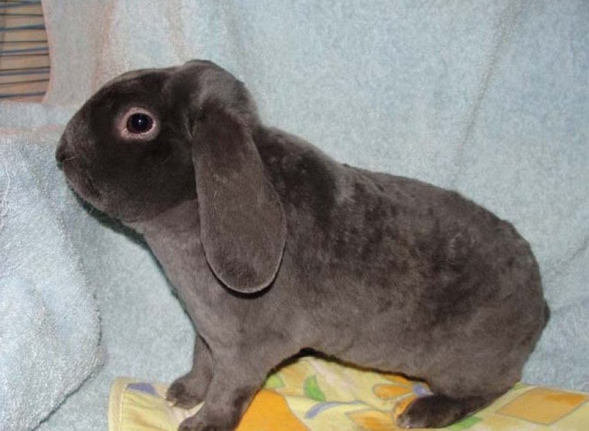 Плюшевий (вельветовий) кролик Плюшевий (вельветовий) кролик