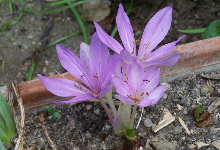 Пізньоцвіт осінній Пізньоцвіт осінній