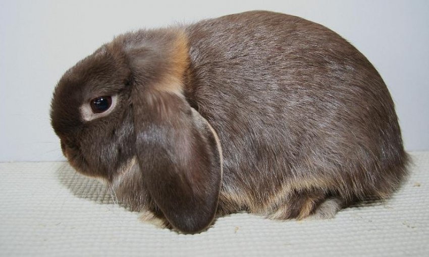 Голландський висловухий кролик Голландський висловухий кролик
