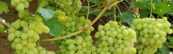 Виноград Юодупе — не боится морозов и грибков - Сорта винограда, Универсальные