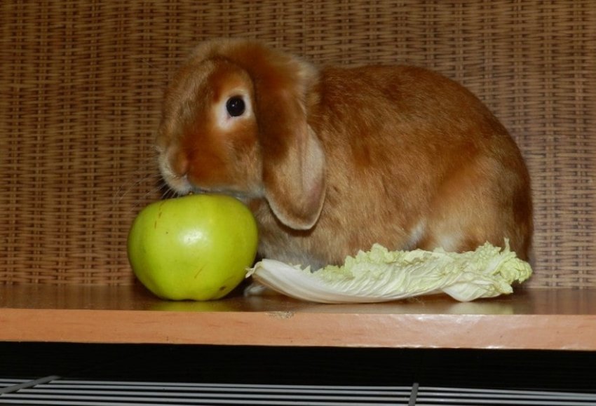 Годування декоративних кроликів Годування декоративних кроликів