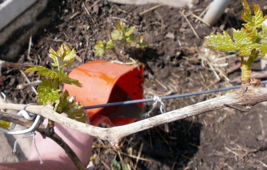 Підживлення