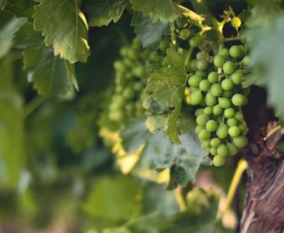 Як правильно доглядати за виноградом влітку, щоб був гарний урожай