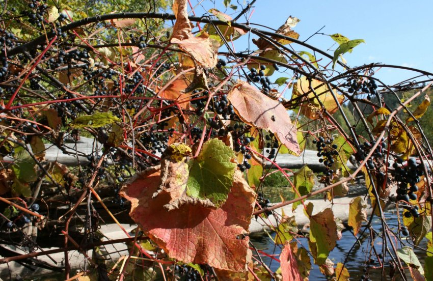 Виноград Амурський