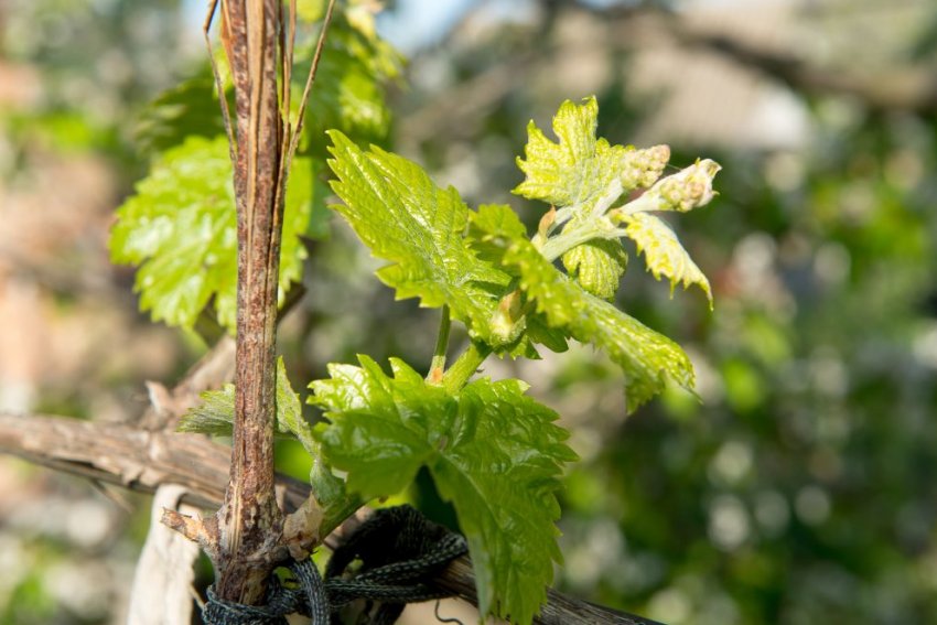 Підв'язування винограду