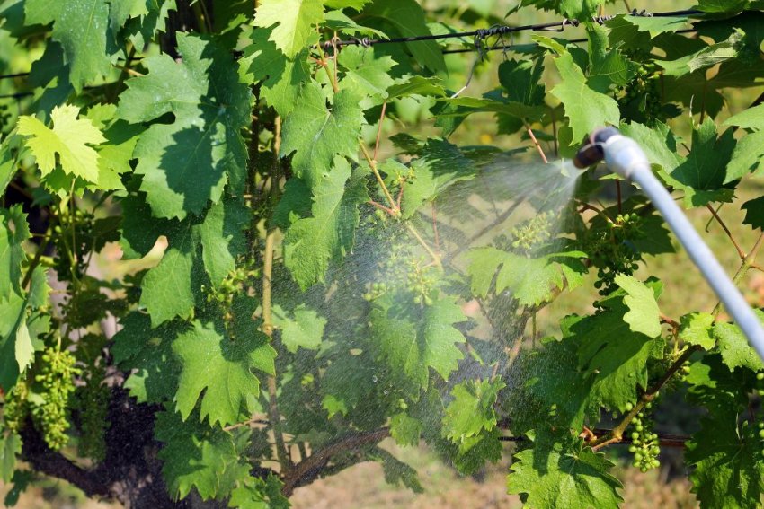 Виноград Мармеладка Описание Сорта Фото Отзывы Виноград Мармеладка Описание Сорта Фото Отзывы