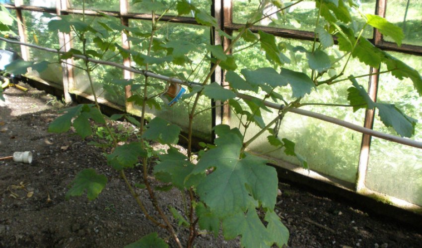 Суха підв'язування винограду Суха підв'язування винограду