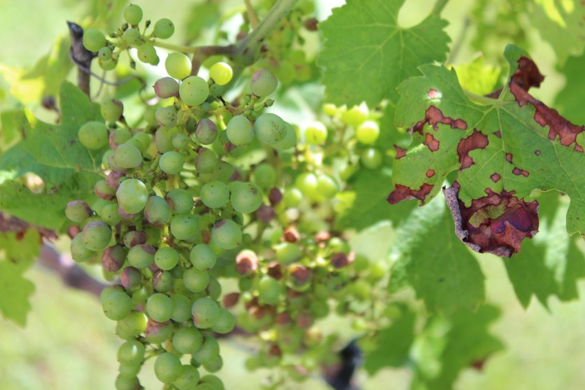 Антракноз на винограді Антракноз на винограді