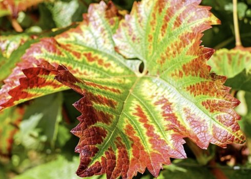 Що робити, якщо листя винограду почервоніли?