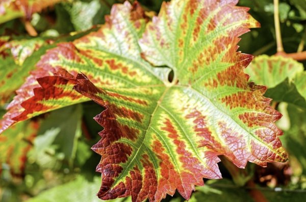 Красные пятна на листьях винограда: почему появляются, чем обработать