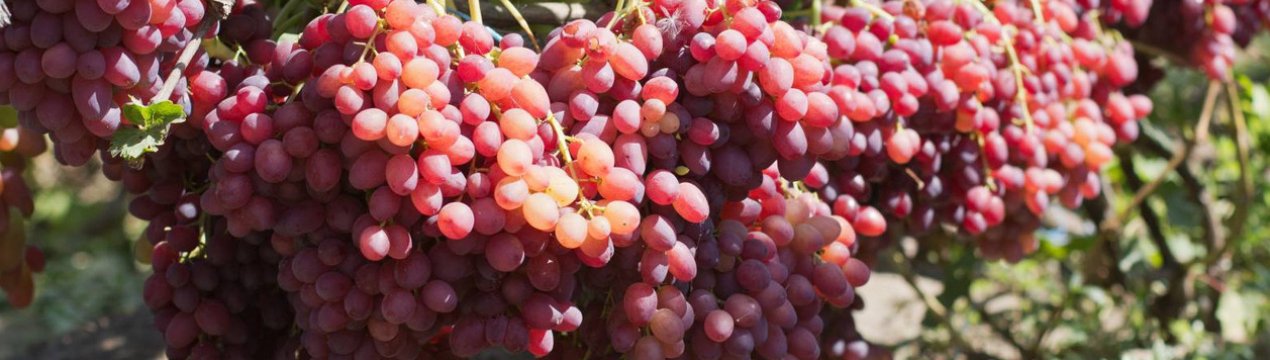 Виноград Кишмиш Велес Описание Сорта Фото Виноград Кишмиш Велес Описание Сорта Фото
