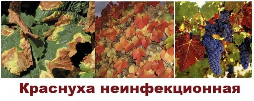 у винограда краснеют листья что это такое и как бороться. Смотреть фото у винограда краснеют листья что это такое и как бороться. Смотреть картинку у винограда краснеют листья что это такое и как бороться. Картинка про у винограда краснеют листья что это такое и как бороться. Фото у винограда краснеют листья что это такое и как бороться