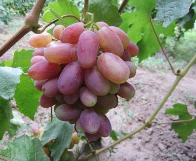 Сорт винограду «Юліан»