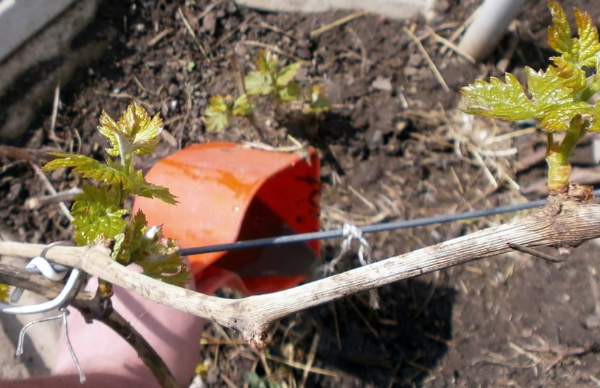 Підживлення винограду Підживлення винограду