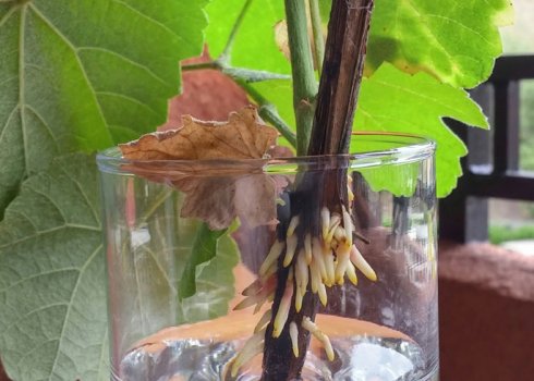 Как правильно выращивать виноград из черенков