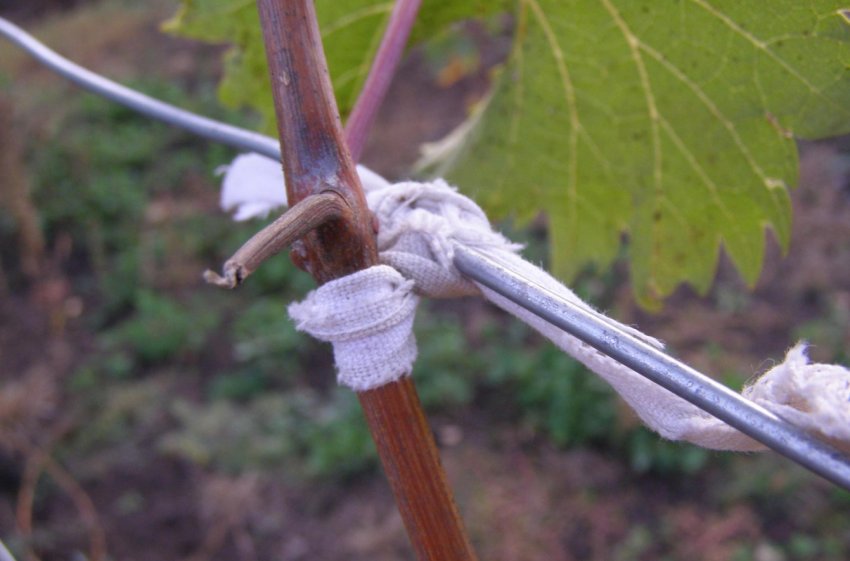 Підв'язування винограду Підв'язування винограду