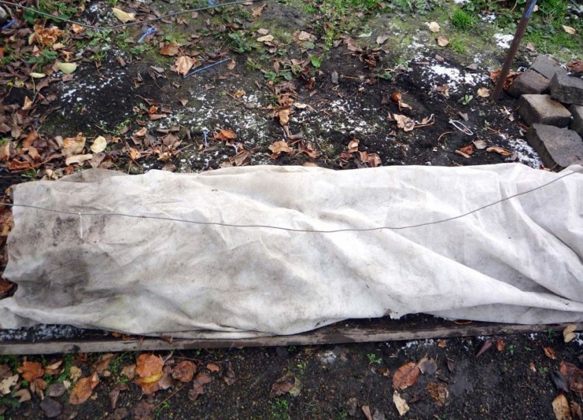 Укриття винограду Укриття винограду