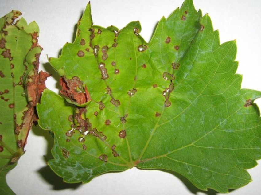 Антракноз Антракноз