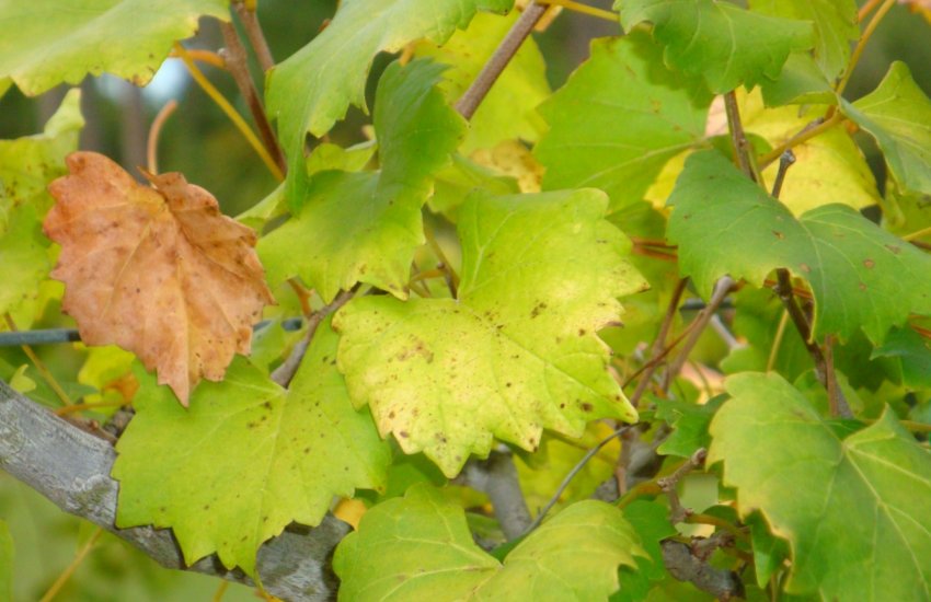 Хлороз Хлороз