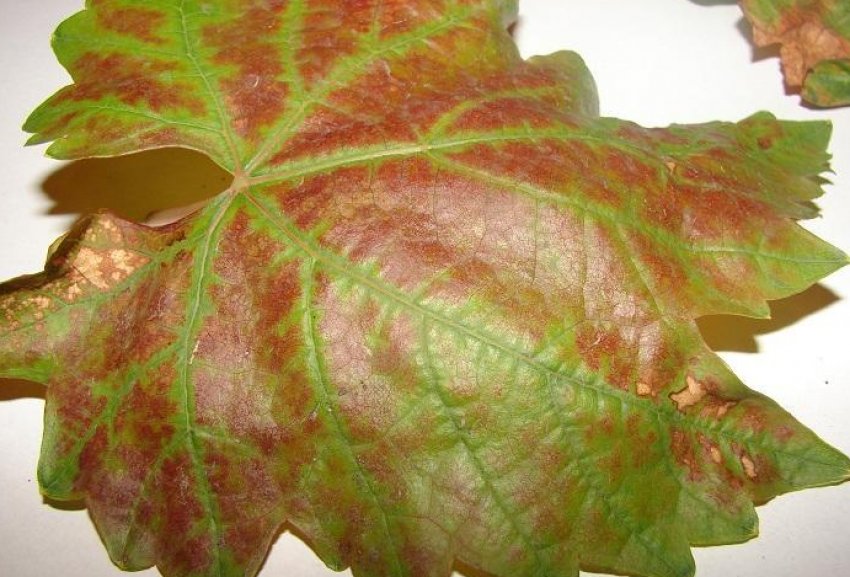 Краснуха Краснуха