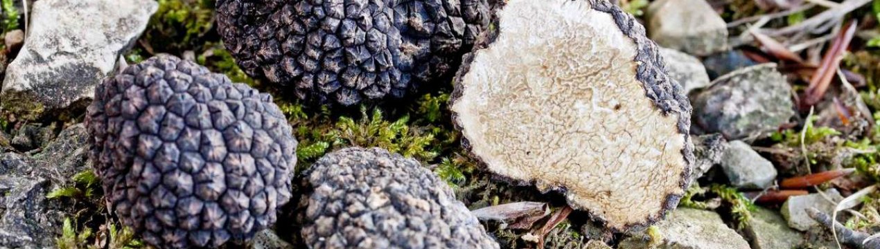 Де ростуть трюфелі в Україні?