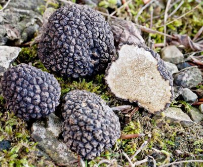 Де ростуть трюфелі в Україні?