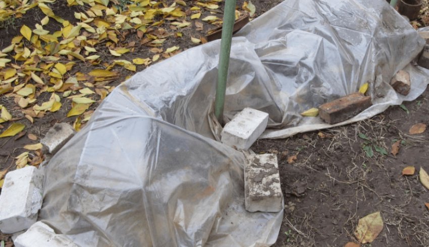 Укриття винограду плівкою