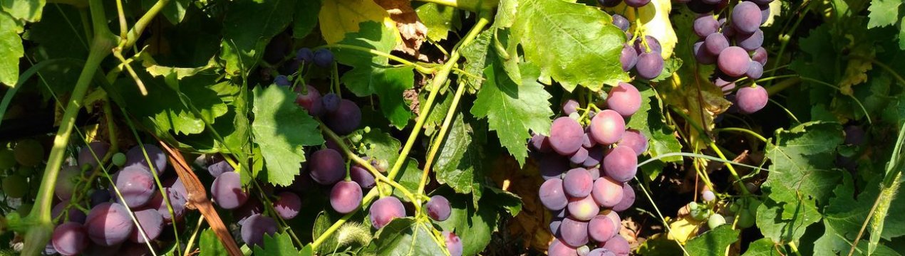 Кардинальский виноград: описание и уход, здоровье и красота