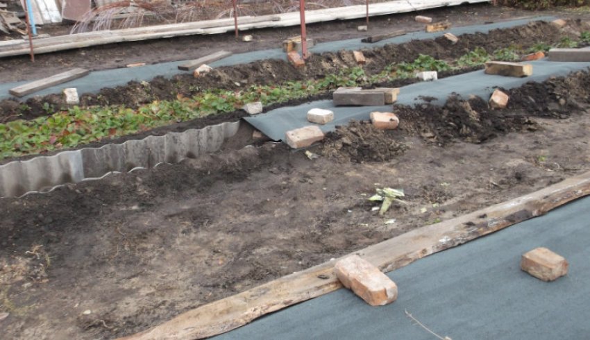 Укриття винограду в Сибіру