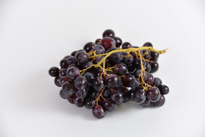 Польза и противопоказания черного винограда thumbnail