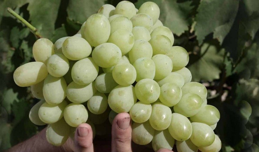 Виноград Лора Виноград Лора