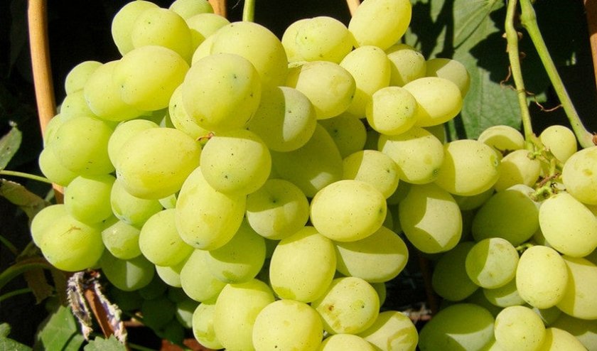Виноград Лора Виноград Лора