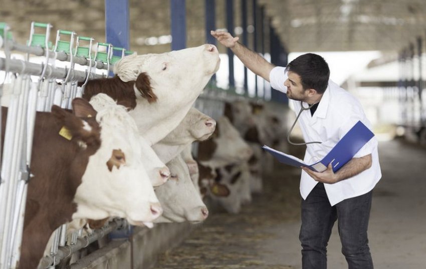 ВРХ і ветеринар ВРХ і ветеринар