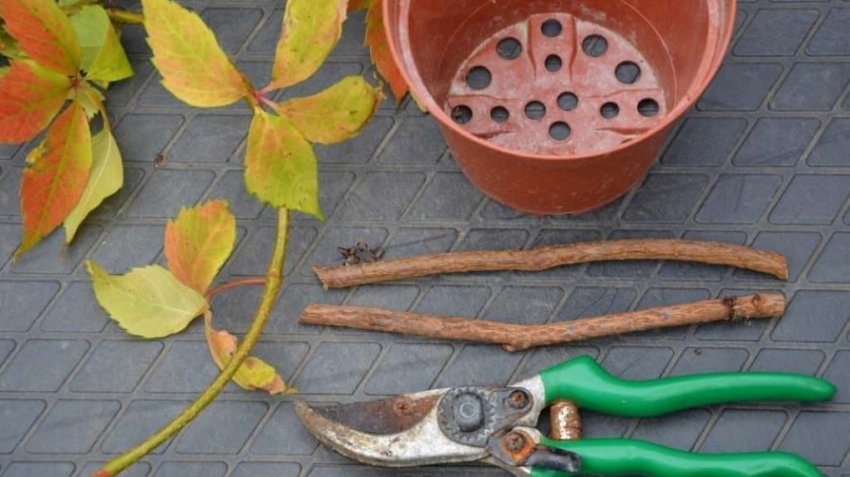 Розмноження живцями