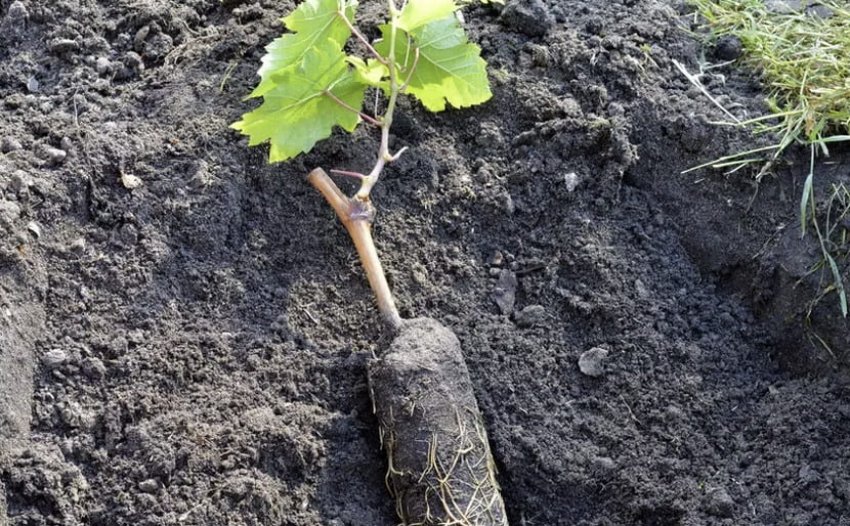 Посадка саджанця