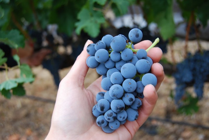 Как выбрать чёрный виноград