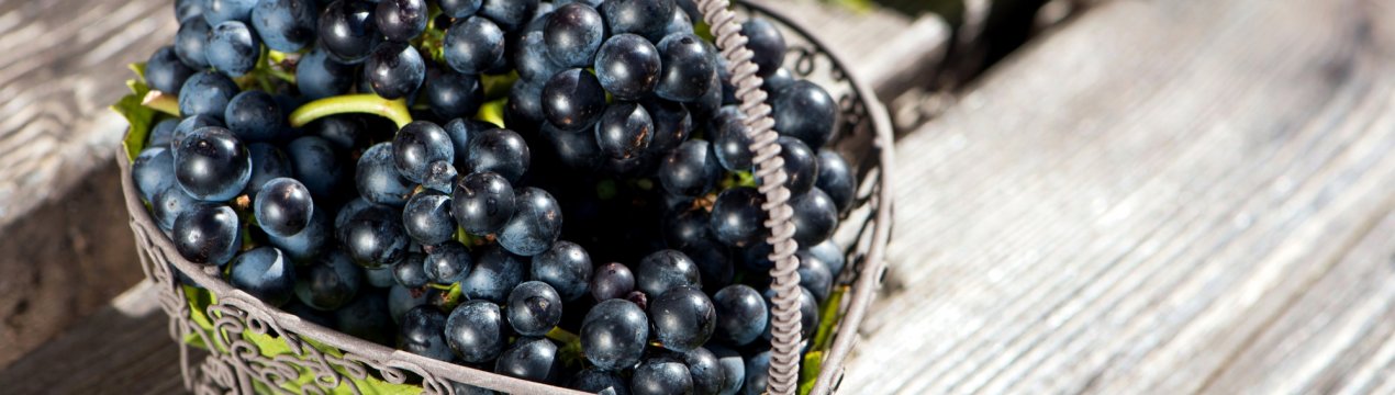 Вред и польза черного винограда для организма: полезные свойства и противопоказания