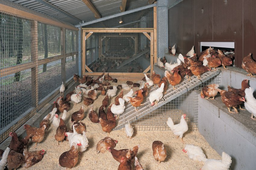 Курник Курник