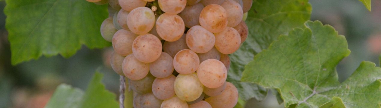 Сорт винограду Платовский