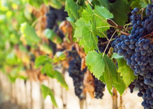 Сорт винограду кишмишу «Запорізький»