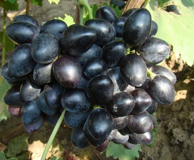 Сорт винограду Руслан. Опис та фото