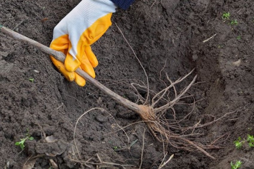 Посадка винограду Руслан