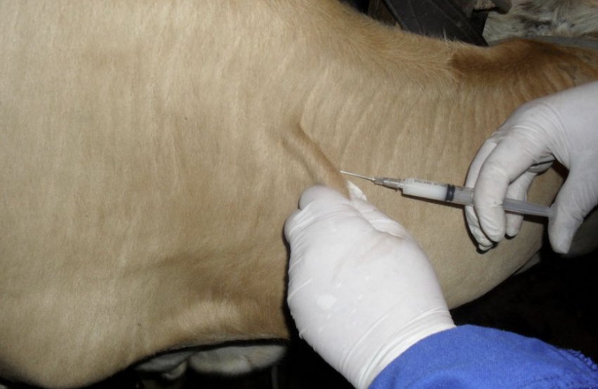 Ін`єкція корові Ін`єкція корові