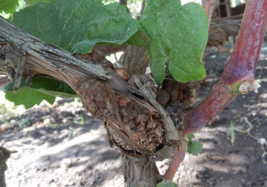 Бактеріальний рак на винограді