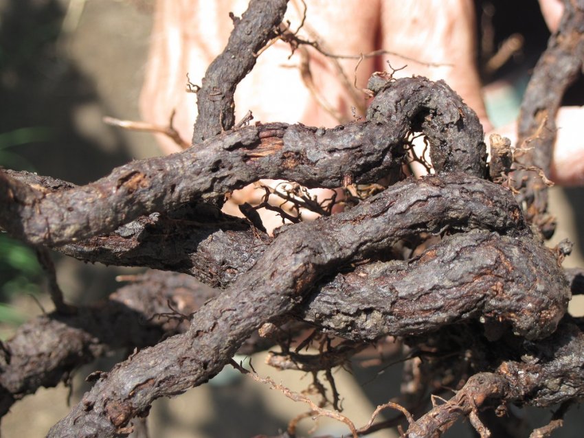 Коренева філоксера винограду